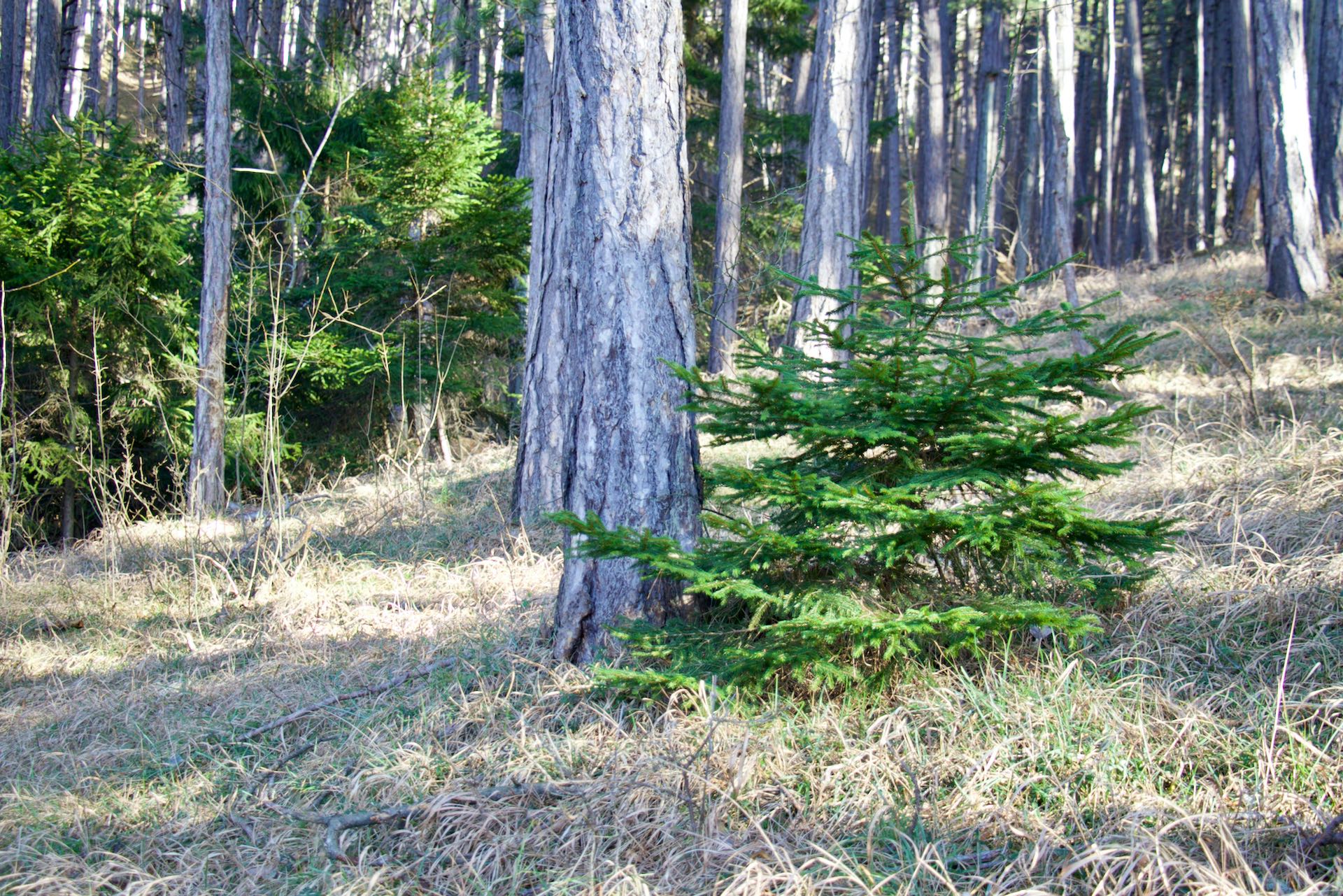 Waldfoto